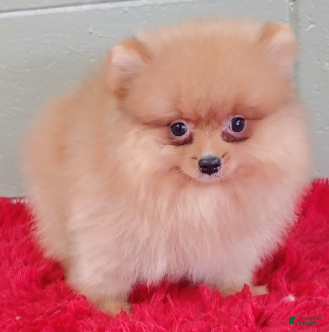 Pomeranian dogs for sale: Spanky - Image 4