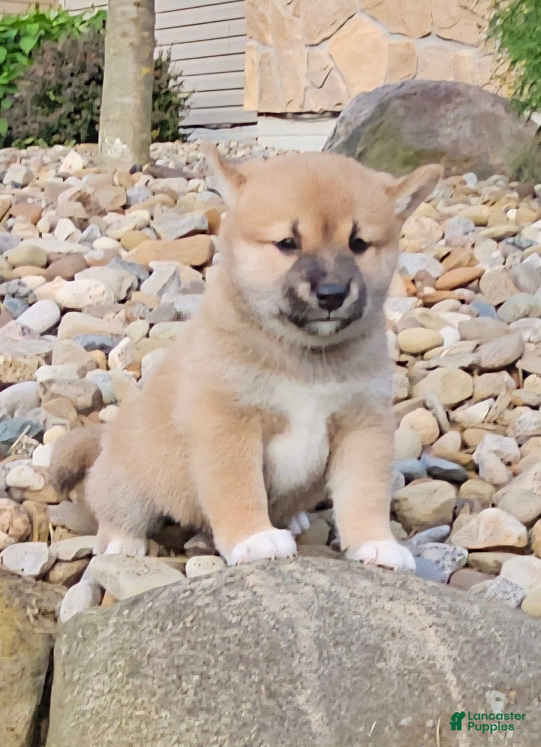 Shiba Inu dogs for sale: Rhett - Image 2