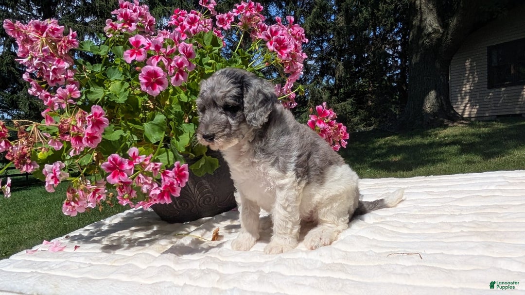 Mini Bernedoodle dogs for sale: Sasha - Image 2