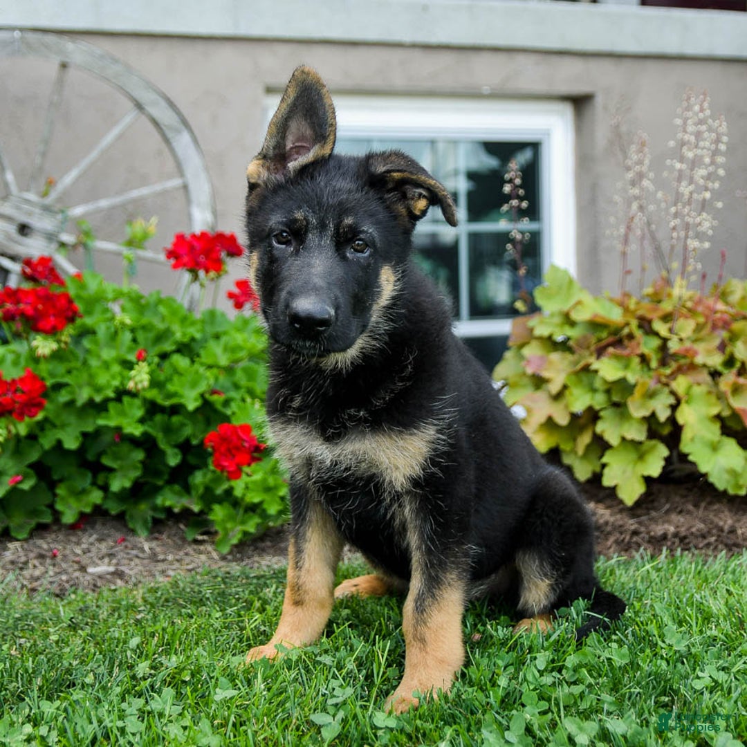 German Shepherd dogs for sale: Trooper - Listing for pets: Trooper - Image 2