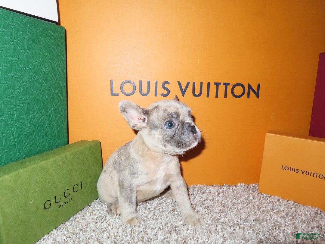 French Bulldog dogs for sale: Houdini - Image 4