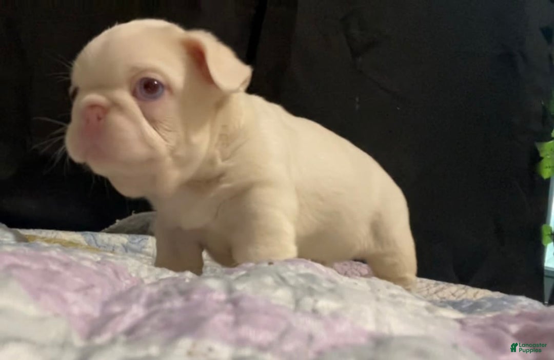 French Bulldog dogs for sale: Yang - Image 4