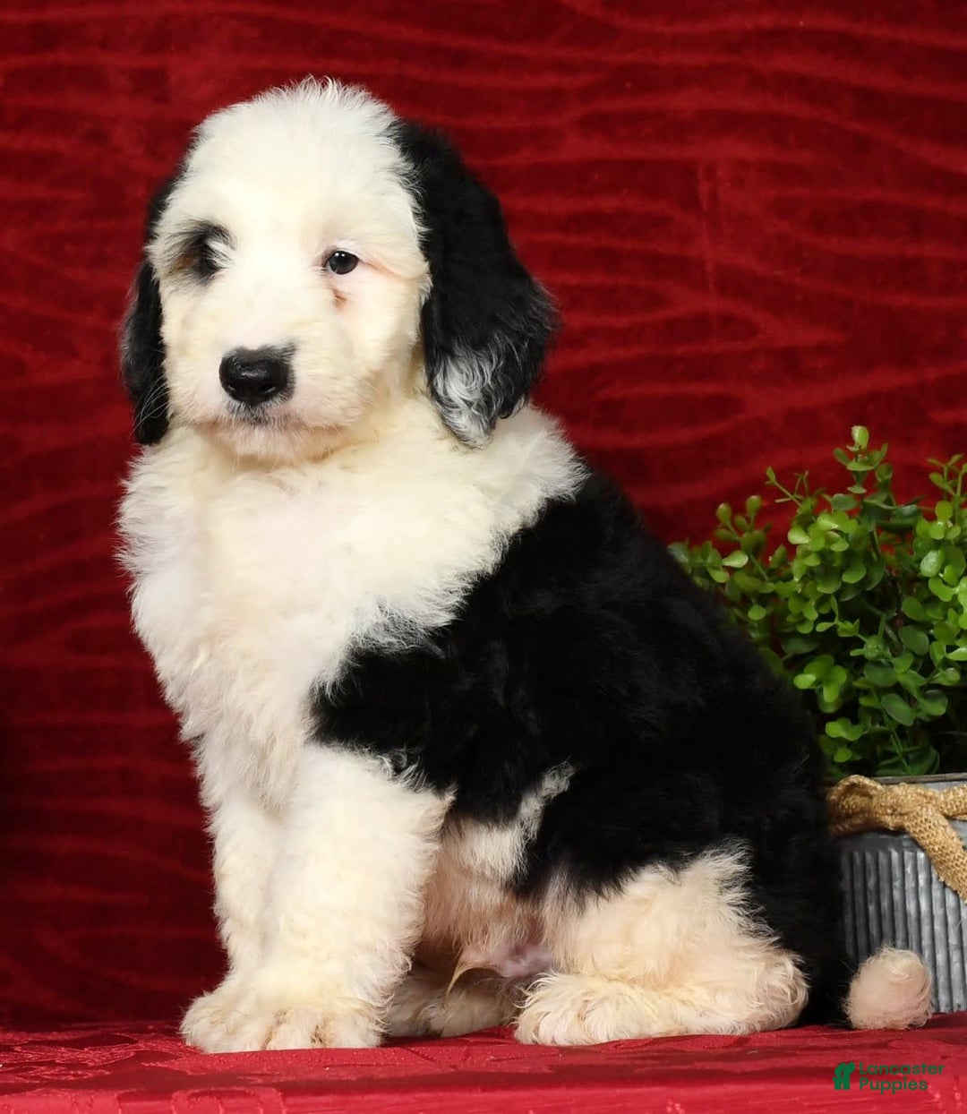 Sheepadoodle dogs for sale: Roscoe - Image 7