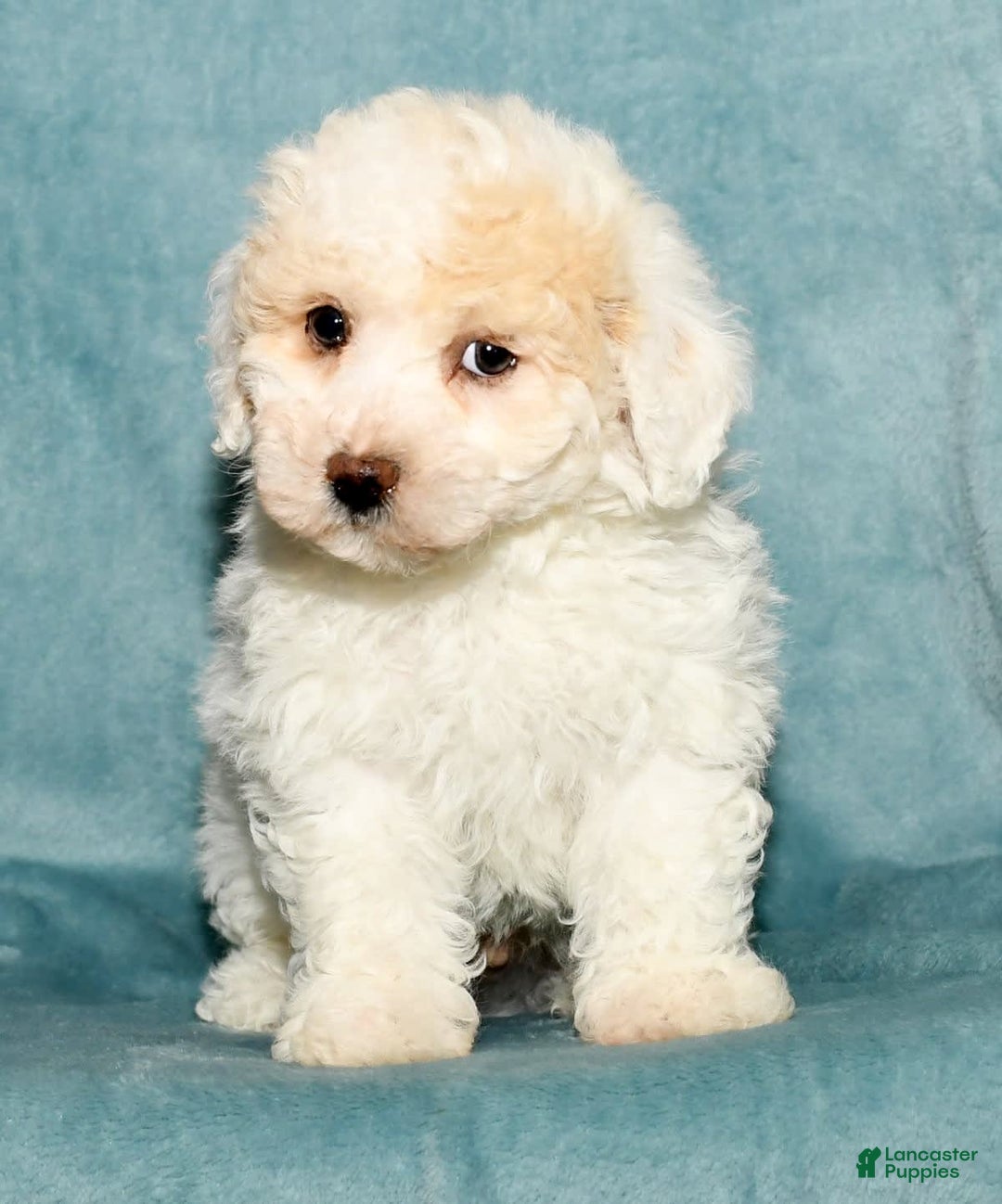 Bichpoo dogs for sale: Micky - Image 6