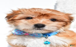 Morkie dogs for sale: Jackson Teacup - Image 5