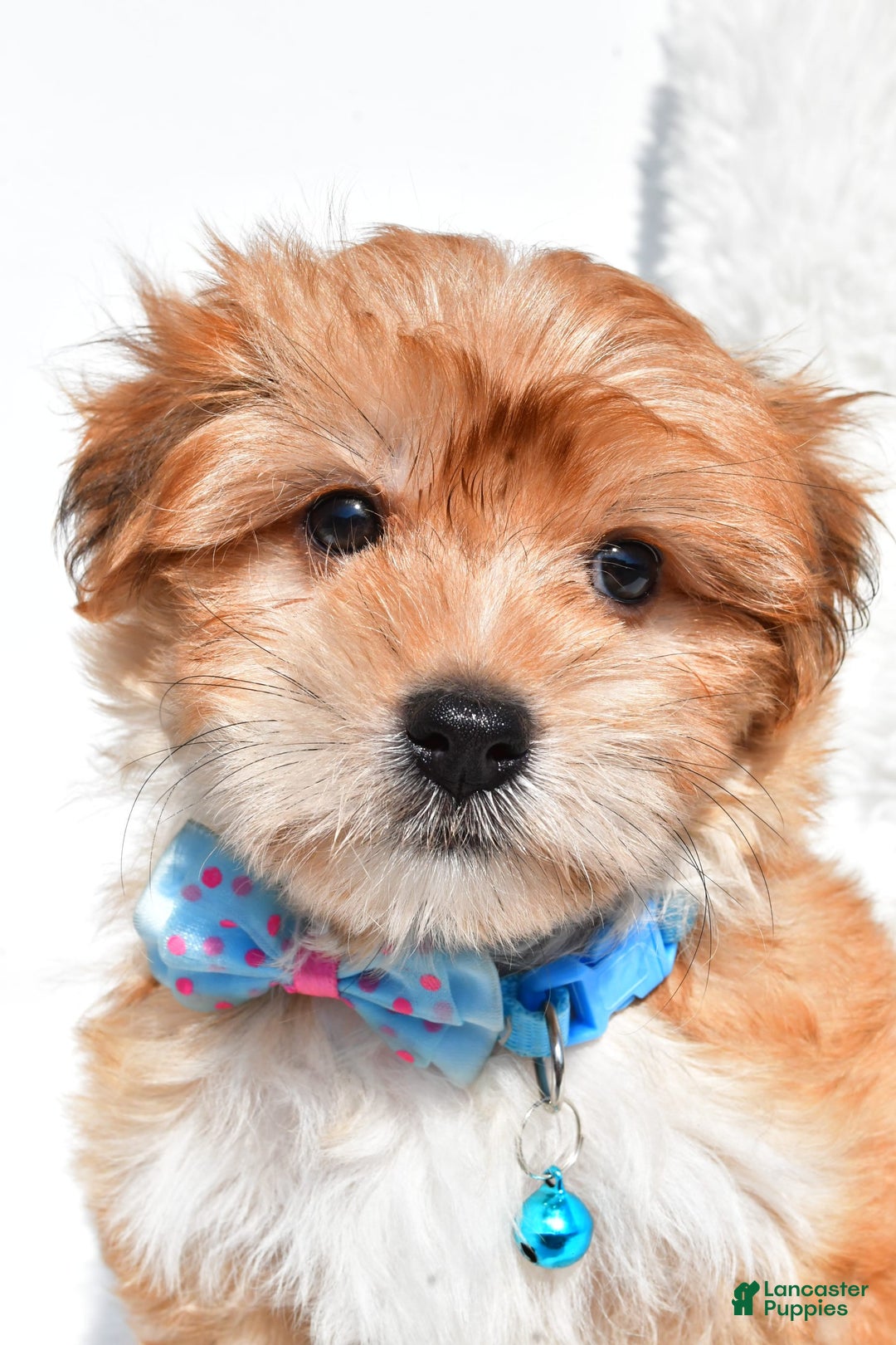 Morkie dogs for sale: Jackson Teacup - Image 5