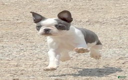 Boston Terrier dogs for sale: Tickles - Image 3