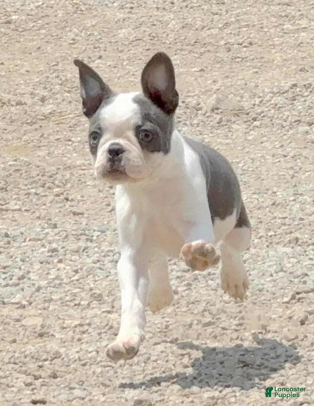 Boston Terrier dogs for sale: Tickles - Image 3