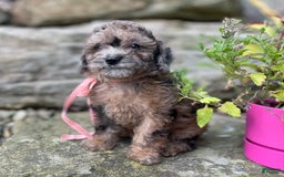 Miniature Poodle dogs for sale: Tori - Image 1