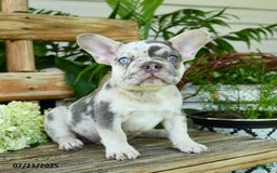 French Bulldog dogs for sale: Wiggles - Image 2