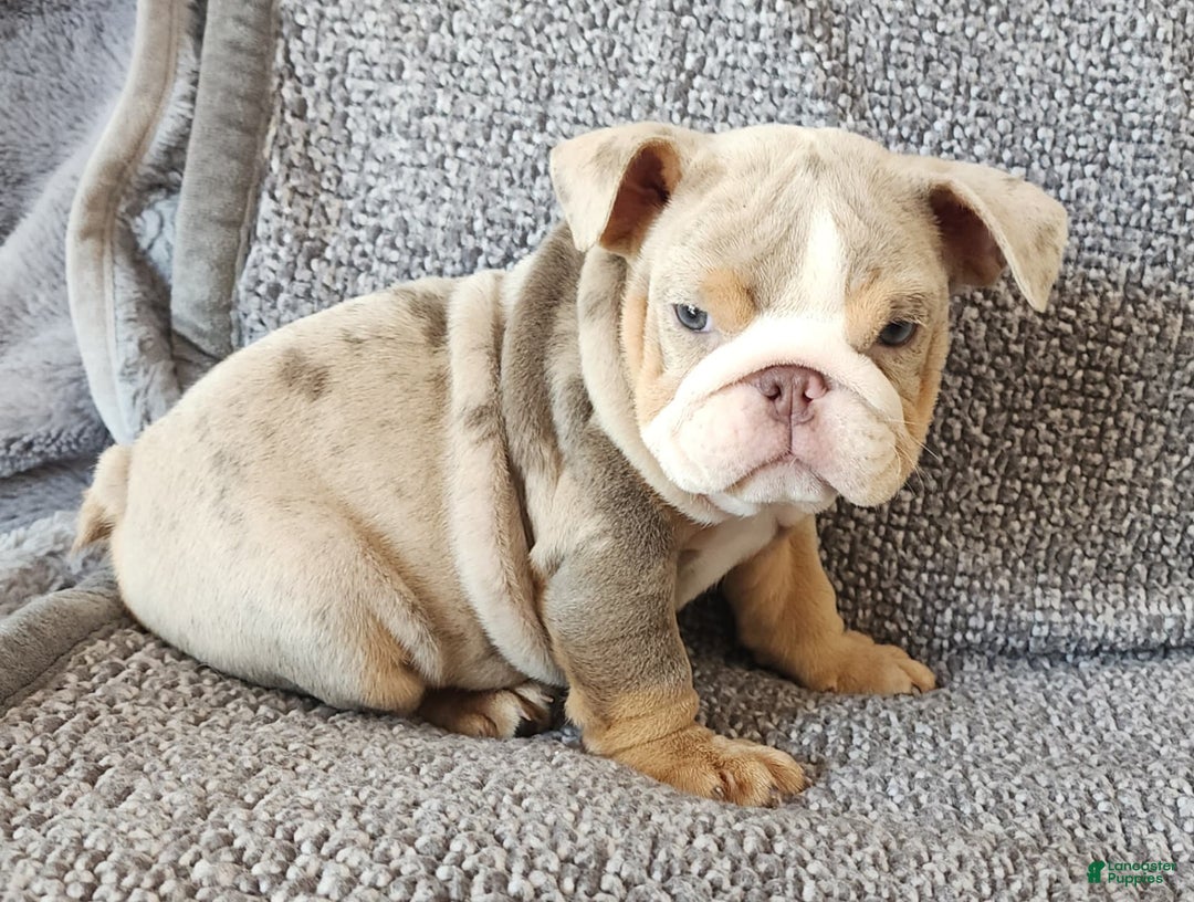 English Bulldog dogs for sale: Ollie - Image 1