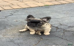 French Bulldog dogs for sale: Brooklyn - Image 2