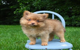 Pomeranian dogs for sale: Tanner - Image 2