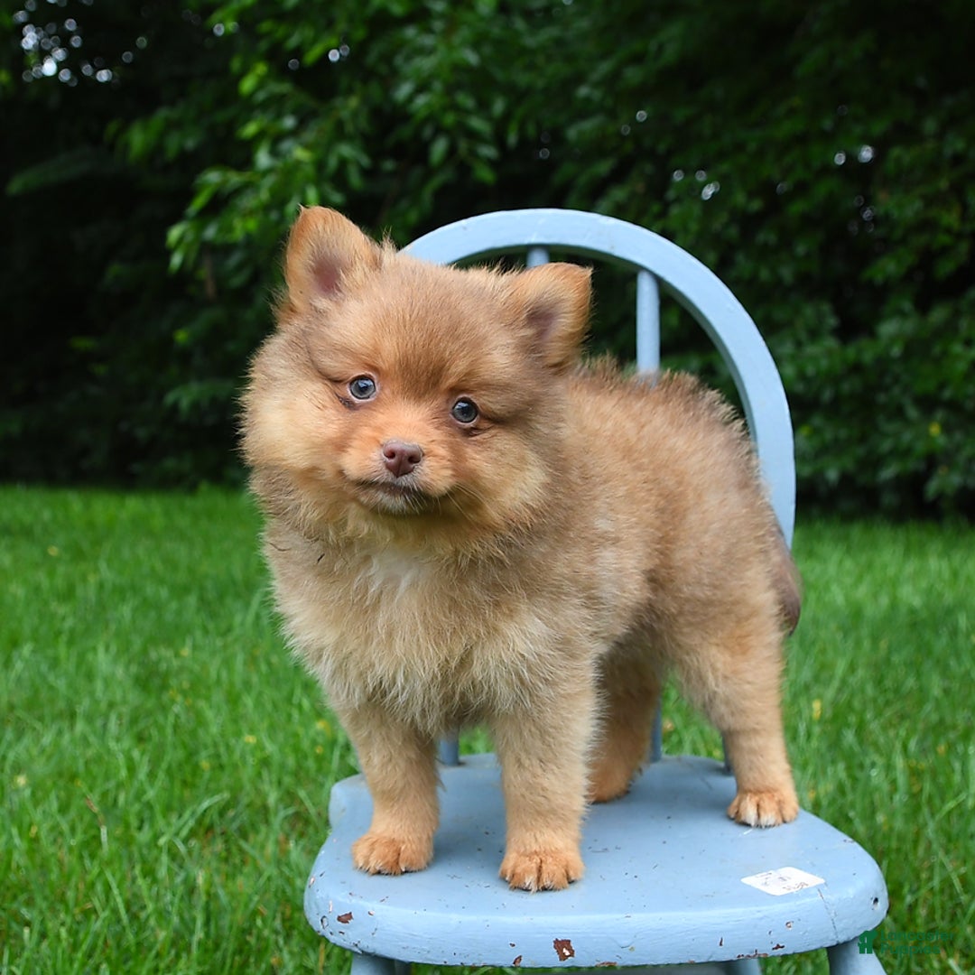 Pomeranian dogs for sale: Tanner - Image 2