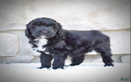  dogs for sale: Mini Goldendoodle 3 puppies - Image 16