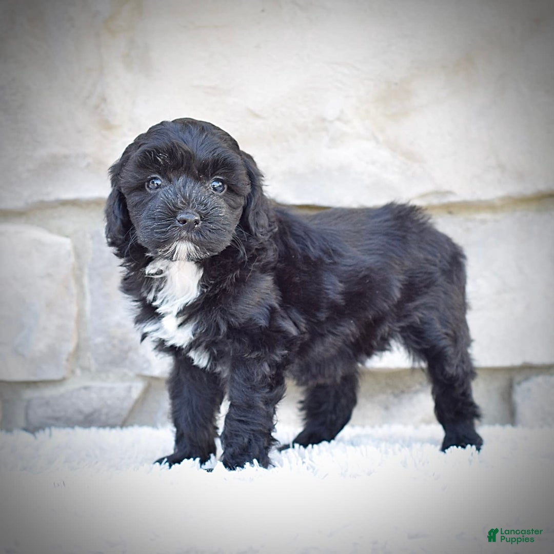  dogs for sale: Mini Goldendoodle 3 puppies - Image 16