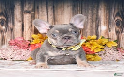 French Bulldog dogs for sale: French Bulldog 3 puppies - Image 1
