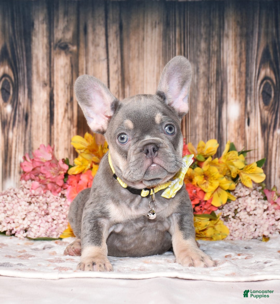 French Bulldog dogs for sale: French Bulldog 3 puppies - Image 1
