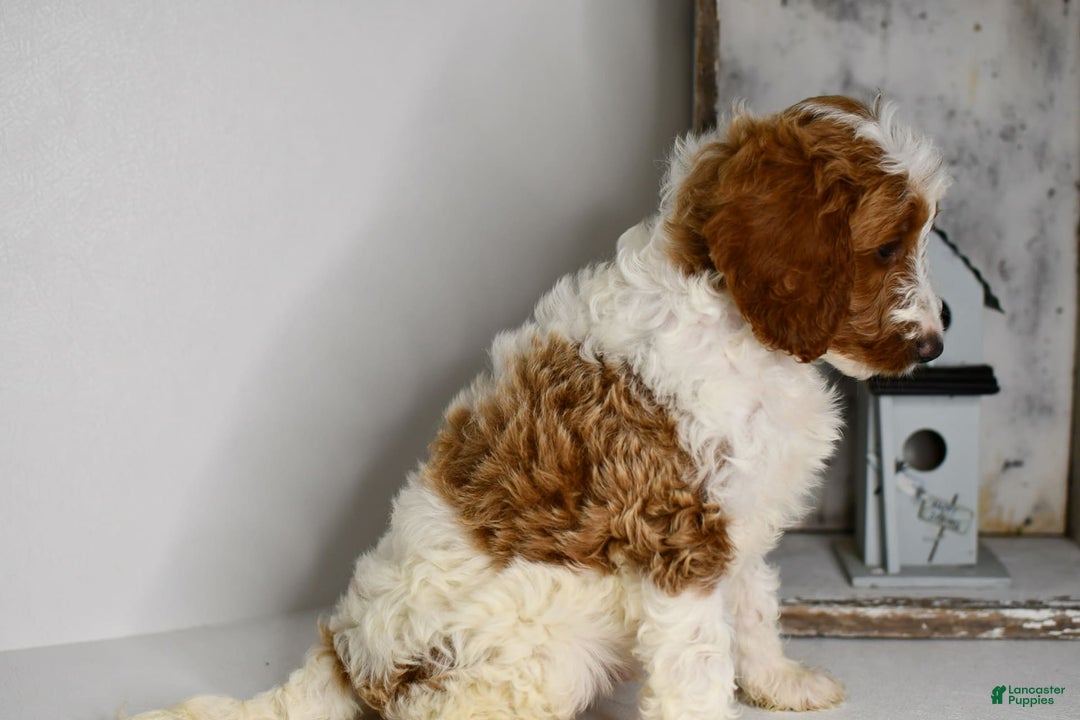 Mini Goldendoodle dogs for sale: Hunter - Image 1