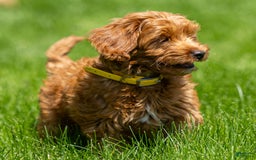 Goldendoodle dogs for sale: April - Image 10