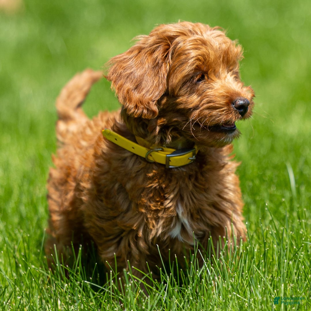 Goldendoodle dogs for sale: April - Image 10