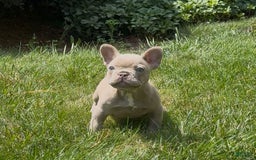 French Bulldog dogs for sale: Amaya Papaya - Image 6