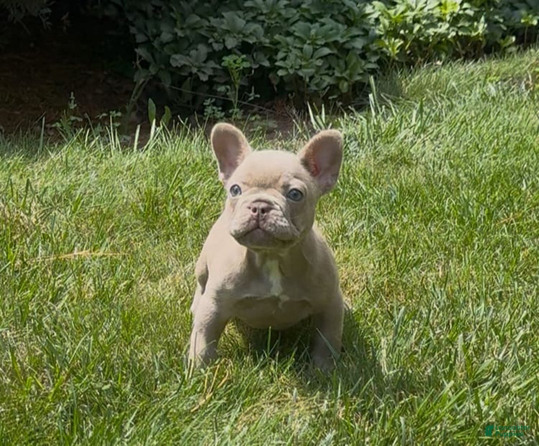 French Bulldog dogs for sale: Amaya Papaya - Image 6