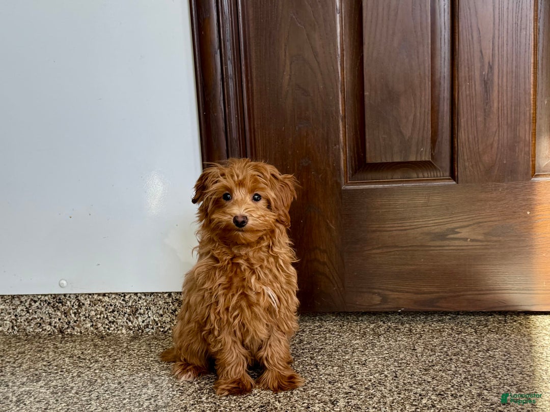 Maltipoo dogs for sale: Larry - Image 14