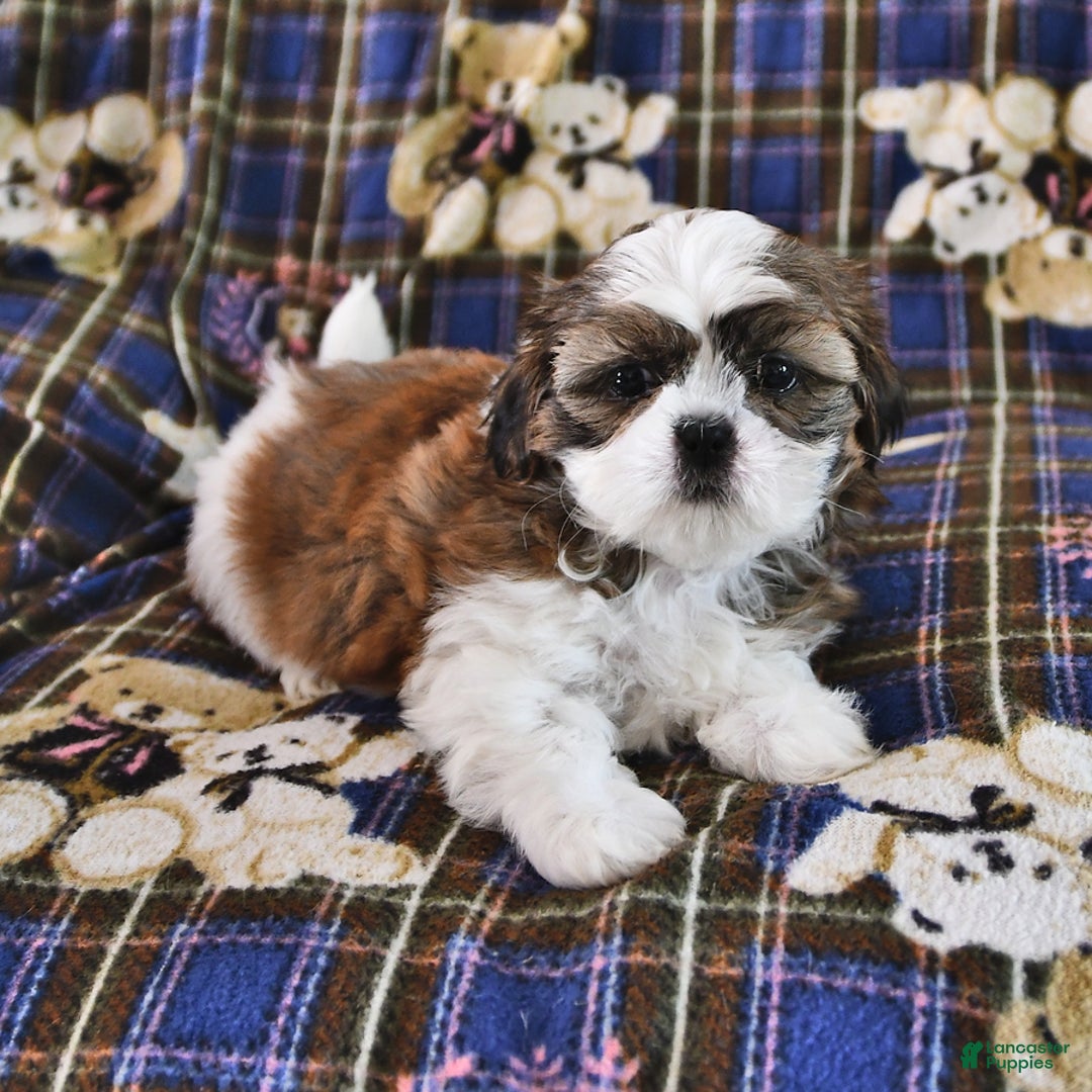 Shih Tzu dogs for sale: Bill - Image 2