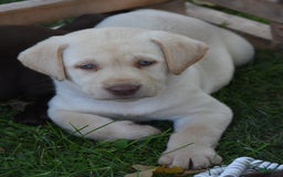Labrador Retriever dogs for sale: Candy - Image 1