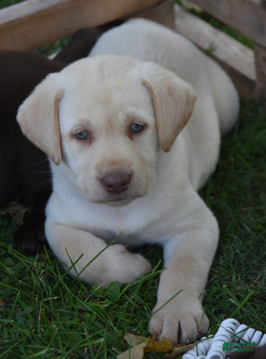 Labrador Retriever dogs for sale: Candy - Image 1