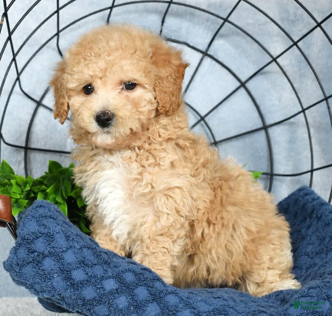 Bichpoo dogs for sale: Nellie - Image 9