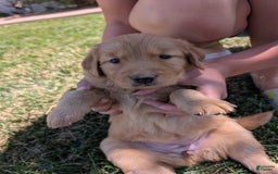 Golden Retriever dogs for sale: Red Collar - Image 1