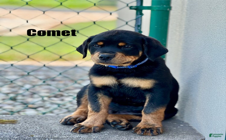 Rottweiler dogs - Advert 26