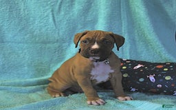 Boxer dogs for sale: Tank Rare Color - Image 5