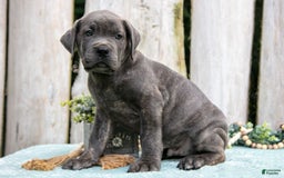 Cane Corso dogs for sale: Fido - Image 3