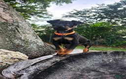 Miniature Pinscher dogs for sale: Benji - Image 1