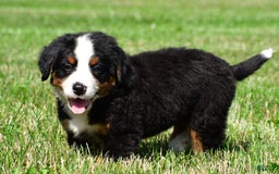 Bernese Mountain Dog dogs for sale: Bella - Image 9