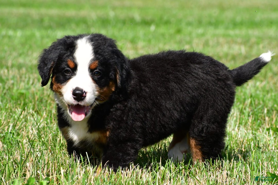 Bernese Mountain Dog dogs for sale: Bella - Image 9