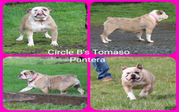 Olde English Bulldogge dogs for sale: Brisket - Image 7