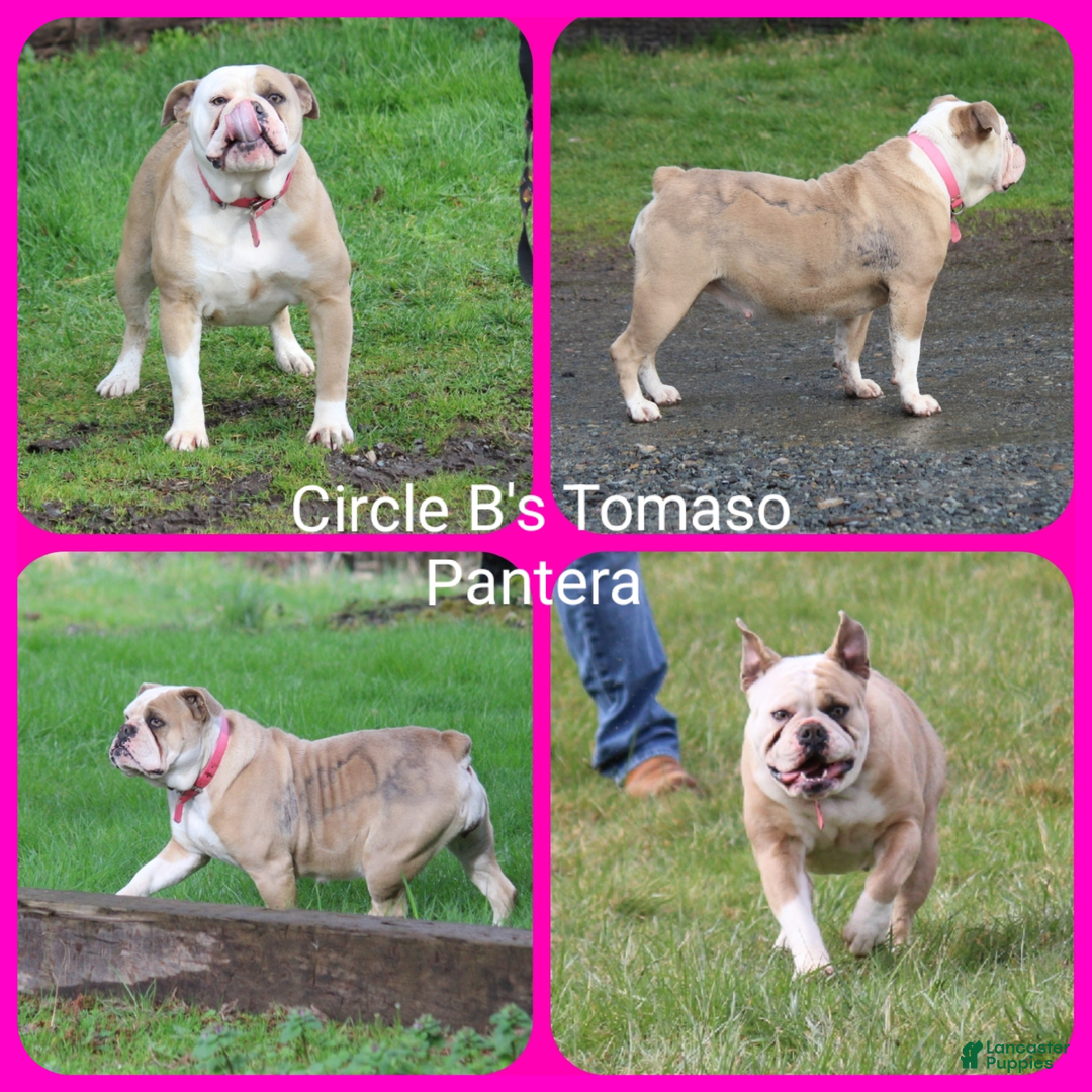 Olde English Bulldogge dogs for sale: Brisket - Image 7