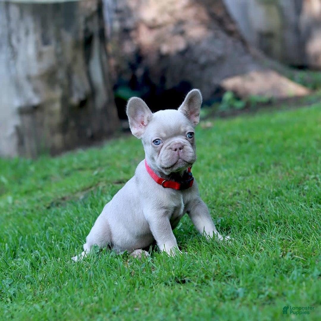 French Bulldog dogs for sale: Demi - Image 7