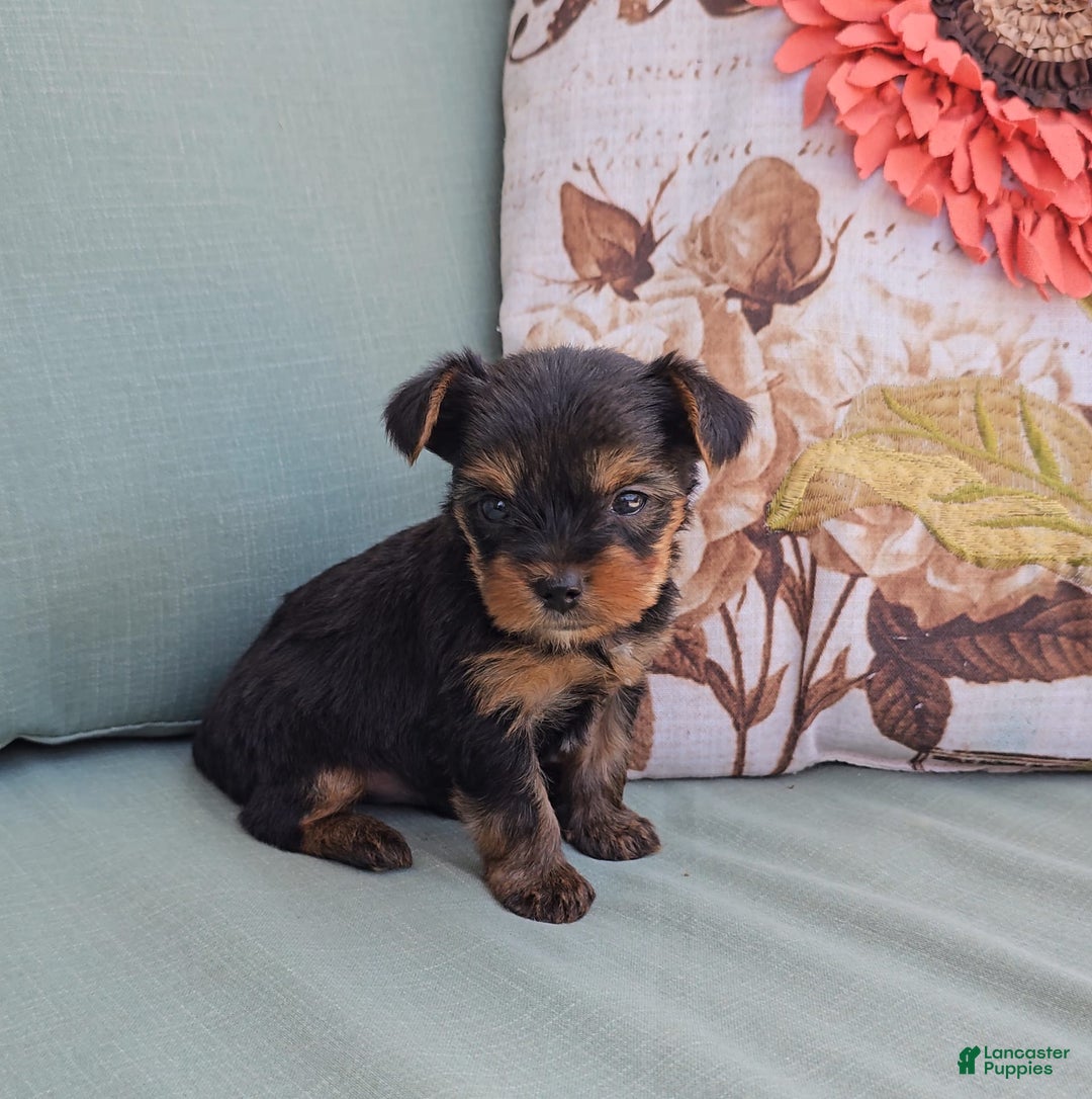 Yorkshire Terrier dogs for sale: Chase - Image 2