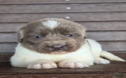Newfoundland dogs for sale: Rosie - Image 4