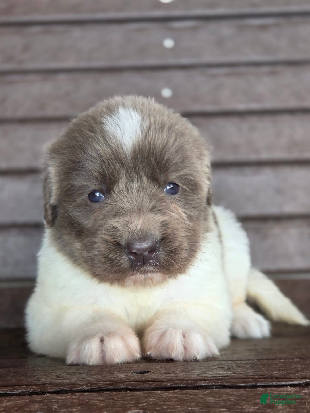 Newfoundland dogs for sale: Rosie - Image 4