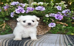 Maltese dogs for sale: Kristy - Image 4