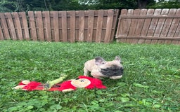 French Bulldog dogs for sale: Chester - Image 3