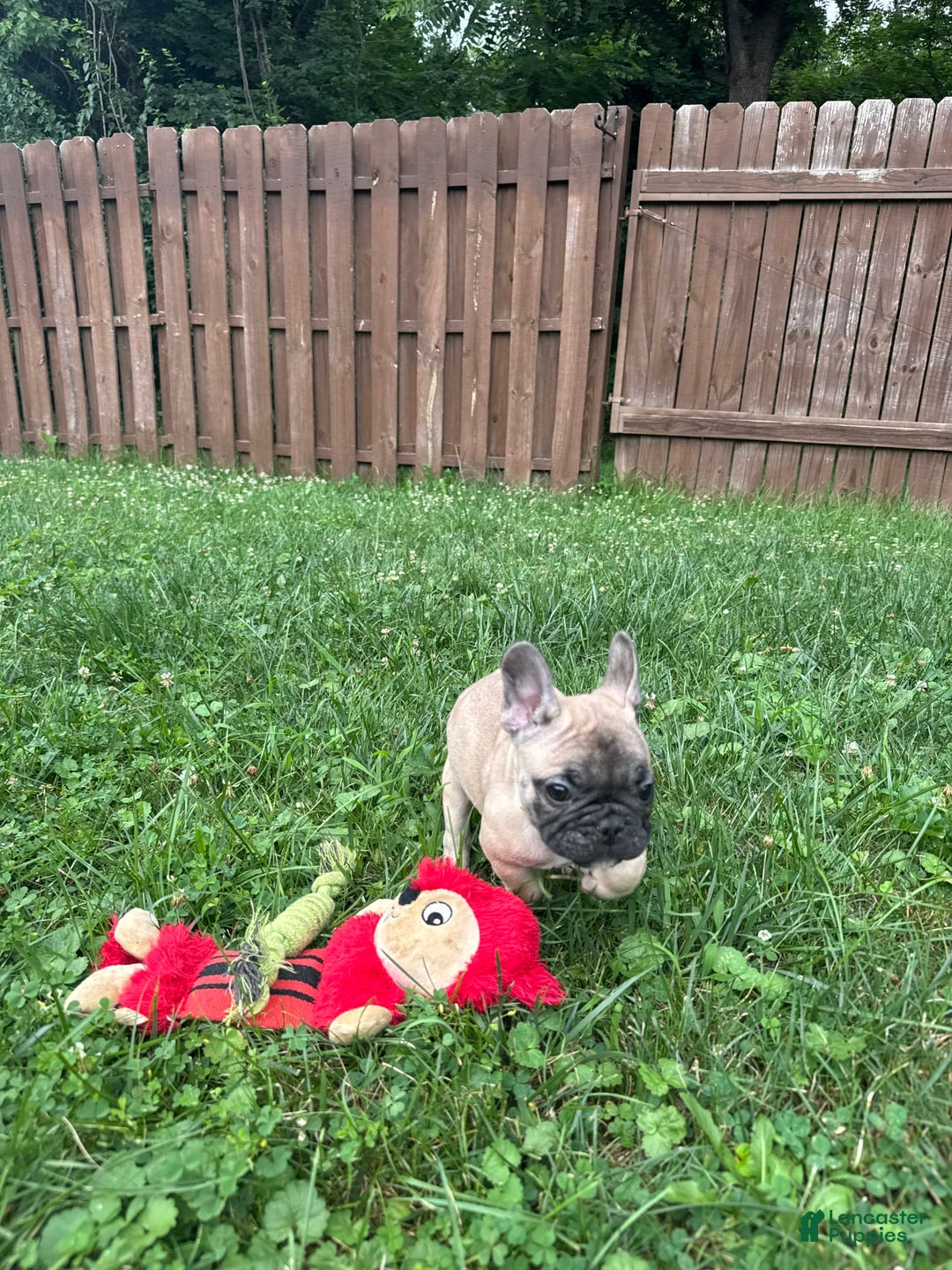 French Bulldog dogs for sale: Chester - Image 3