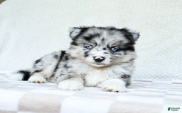 Pomsky dogs for sale: Bella - Image 3