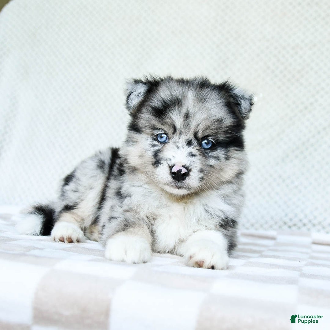 Pomsky dogs for sale: Bella - Image 3